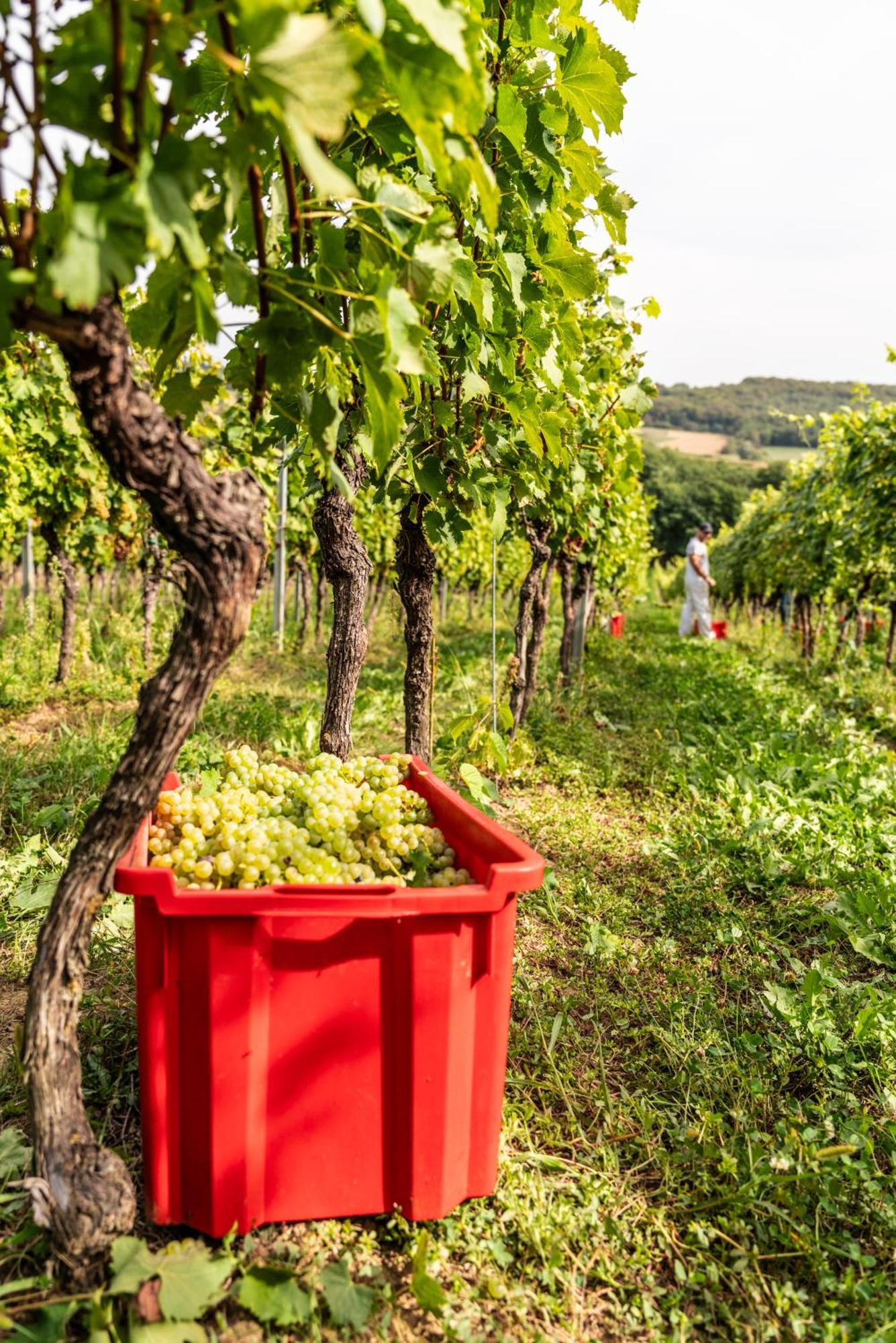 Bed&Breakfast Vinarija Coner Бьеловар Экстерьер фото
